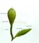  Spikelet pair (Abaxial view)